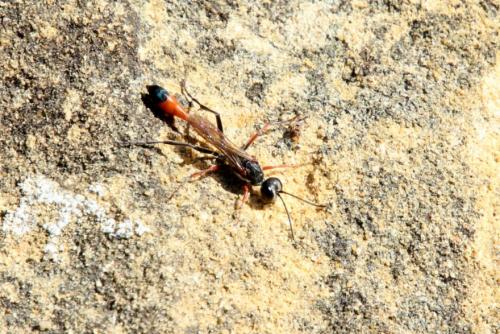 Ammophila sp.